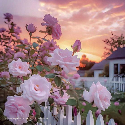 Pinkballerina avatar