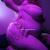 Amelia Velvet BBW Goddess avatar