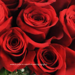 No njubbgcvbjmgcfvvhnk avatar