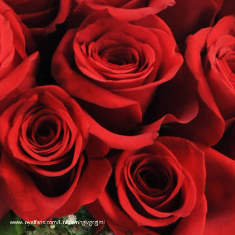 No njubbgcvbjmgcfvvhnk avatar