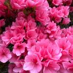 Mistress Jessie Kay avatar