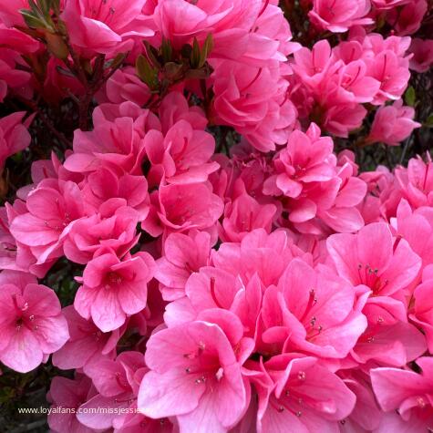 Mistress Jessie Kay’s Official Social Fan Page | LoyalFans