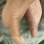 Blue Butterfly avatar